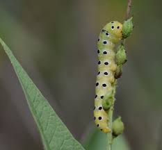 Attēlu rezultāti vaicājumam “Trichia erecta macro”