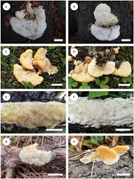 Attēlu rezultāti vaicājumam “Diplomitoporus flavescens”