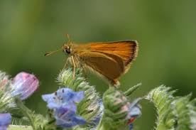 Attēlu rezultāti vaicājumam “Thymelicus lineola”