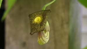 Attēlu rezultāti vaicājumam “Aristolochia durior flower”