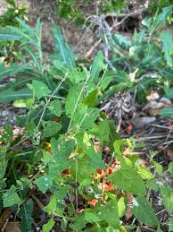 Attēlu rezultāti vaicājumam “Atriplex littoralis fruit”