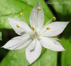 Attēlu rezultāti vaicājumam “Trientalis europaea bud”