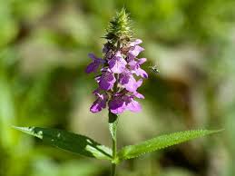 Attēlu rezultāti vaicājumam “Stachys palustris leaf”