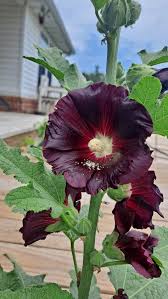 Image result for Alcea rosea nigra