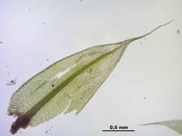 Attēlu rezultāti vaicājumam “Bryum caespiticium”