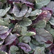 Attēlu rezultāti vaicājumam “Ajuga reptans bud”