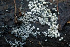 Attēlu rezultāti vaicājumam “Lasiosphaeria ovina”