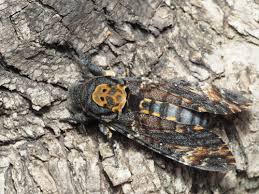 Attēlu rezultāti vaicājumam “Sphingidae”