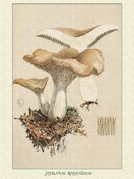 Attēlu rezultāti vaicājumam “Hydnum repandum”