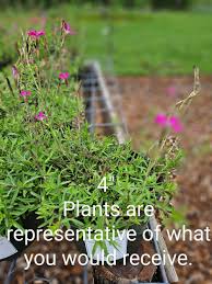 Attēlu rezultāti vaicājumam “Dianthus deltoides flower”