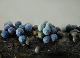 Attēlu rezultāti vaicājumam “Badhamia lilacina var. megaspora sessile”