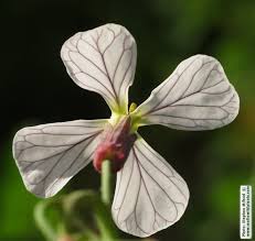 Attēlu rezultāti vaicājumam “Raphanus raphanistrum flower”