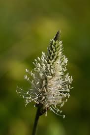 Attēlu rezultāti vaicājumam “Plantago uniflora flower”