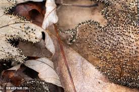 Attēlu rezultāti vaicājumam “Diachea leucopodia”