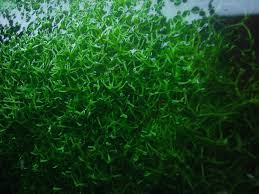 Attēlu rezultāti vaicājumam “Riccia fluitans”