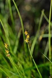 Attēlu rezultāti vaicājumam “Carex dioica male flower”