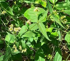 Attēlu rezultāti vaicājumam “Vincetoxicum hirundinaria”