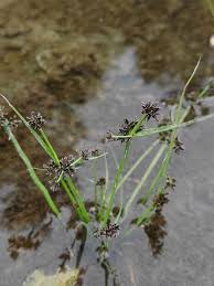 Attēlu rezultāti vaicājumam “Cyperus fuscus fruit”