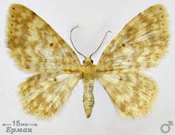 Attēlu rezultāti vaicājumam “Hydrelia flammeolaria”