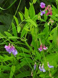 Attēlu rezultāti vaicājumam “Lathyrus palustris”
