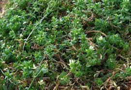 Attēlu rezultāti vaicājumam “Moehringia trinervia bud”