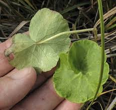 Attēlu rezultāti vaicājumam “Hydrocotyle vulgaris leaf”