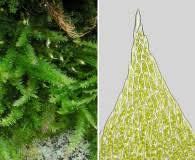 Attēlu rezultāti vaicājumam “Plagiothecium cavifolium”