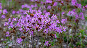 Attēlu rezultāti vaicājumam “Rhododendron canadense flower”
