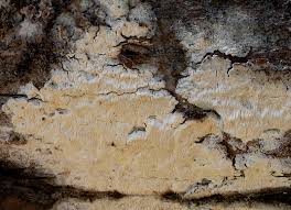 Attēlu rezultāti vaicājumam “Antrodia xantha”