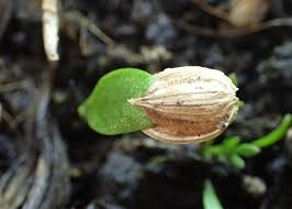 Attēlu rezultāti vaicājumam “Heracleum sphondylium subsp. sibiricum”