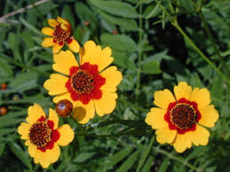 Image result for Coreopsis