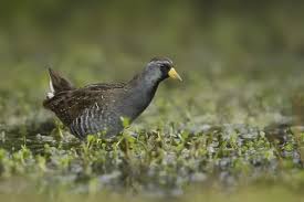 Image result for Porzana carolina