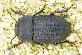 Attēlu rezultāti vaicājumam “Opatrum sabulosum”