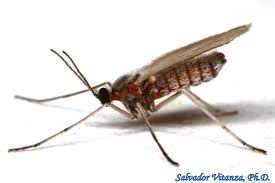 Attēlu rezultāti vaicājumam “Cecidomyiidae”