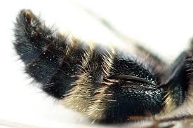 Attēlu rezultāti vaicājumam “Mutilla europaea”