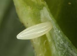 Attēlu rezultāti vaicājumam “Leptidea sinapis”