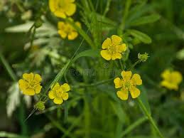 Attēlu rezultāti vaicājumam “Ranunculus acris fruit”