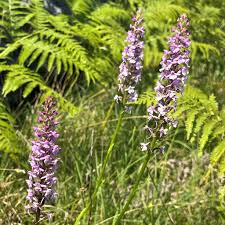 Attēlu rezultāti vaicājumam “Gymnadenia conopsea leaf”