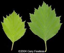 Attēlu rezultāti vaicājumam “Crataegus chrysocarpa”