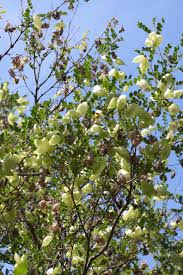 Image result for Colutea x media (arborescens x orientalis)