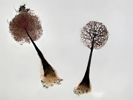 Attēlu rezultāti vaicājumam “Comatricha laxa”