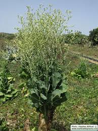 Attēlu rezultāti vaicājumam “Lactuca sativa flower”