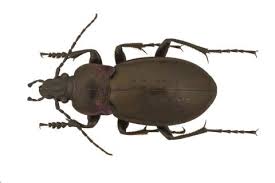 Attēlu rezultāti vaicājumam “Carabus nemoralis”