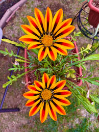 Image result for Gazanien