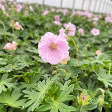 Attēlu rezultāti vaicājumam “Geranium sanguineum flower”