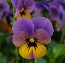 Attēlu rezultāti vaicājumam “Viola rupestris flower”