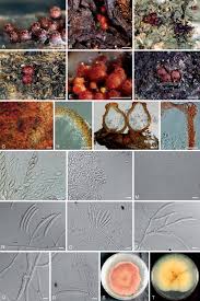 Attēlu rezultāti vaicājumam “Nectria sp., Neonectria sp.”