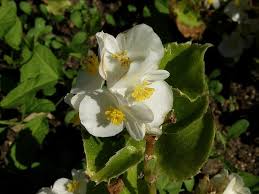 Image result for Begonia cucullata var. Hookeri