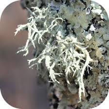 Attēlu rezultāti vaicājumam “Evernia mesomorpha”