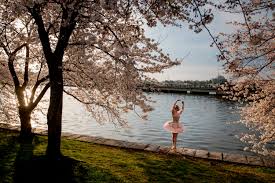Image result for "cherry blossom" washington